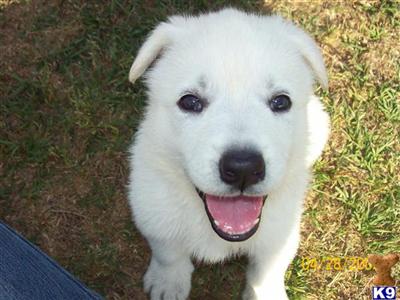 Puppies in GA